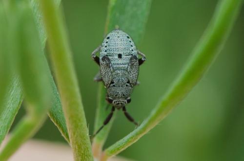 Réf. 302 221 : Heterocapillus tigripes